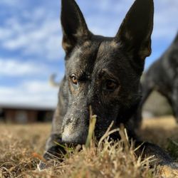 All-X K9