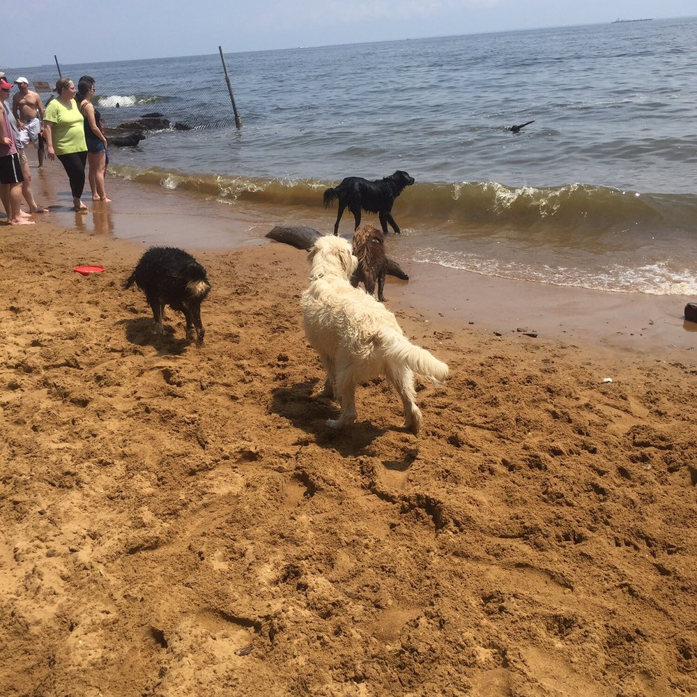 Downs Park and Dog Beach - Doggy beach! So fun! - Dog Parks Near Me - Pasadena, Maryland Downs Park and Dog Beach - Doggy beach! So fun! - Dog Parks Near Me - Pasadena, Maryland