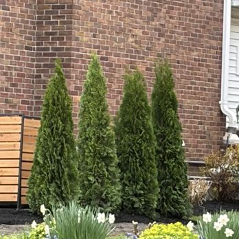 Buffalo Tree Soldiers - Tree Services Near Me - Buffalo, New York