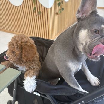 Stray Dogs Coffee Roasters - Happy after devouring their pup cups - Coffee Roasteries Near Me - Riverside, California Stray Dogs Coffee Roasters - Happy after devouring their pup cups - Coffee Roasteries Near Me - Riverside, California