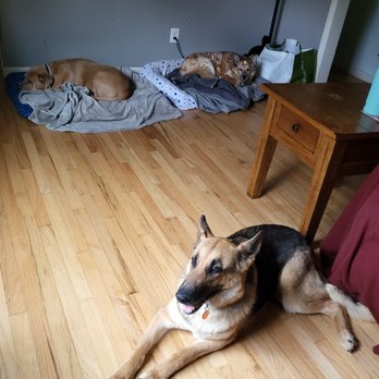 PetEx pet sitting services - Just relaxing all together - Dog Walkers Near Me - Wallingford, Connecticut PetEx pet sitting services - Just relaxing all together - Dog Walkers Near Me - Wallingford, Connecticut