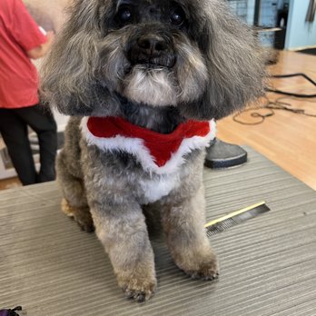 Uptown Woofs - Pet Groomers Near Me Uptown Woofs - Pet Groomers Near Me