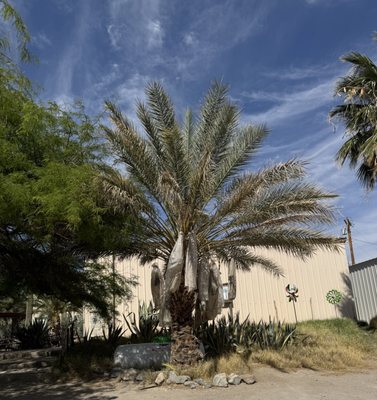 China Ranch Date Farm & Bakery by null