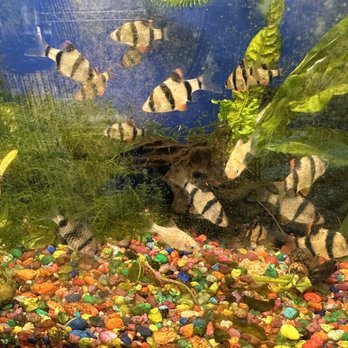 Acosta's Aquariums - From my 8/23/2023 visit - Pet Stores Near Me - Hobbs, New Mexico Acosta's Aquariums - From my 8/23/2023 visit - Pet Stores Near Me - Hobbs, New Mexico