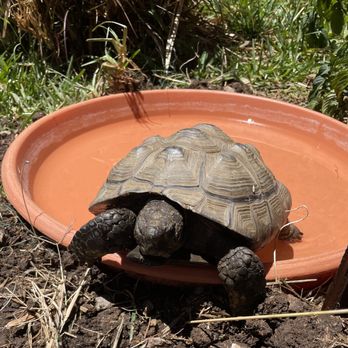 My Sulcata Rescue - Animal Shelters Near Me - Ramona, California My Sulcata Rescue - Animal Shelters Near Me - Ramona, California