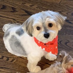 Bark Avenue Grooming