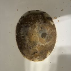 Raymond Temple Elementary School - Poop in the toilet at the school