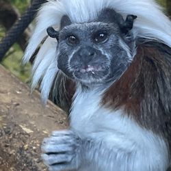 Safari North Wildlife Park - Monkey