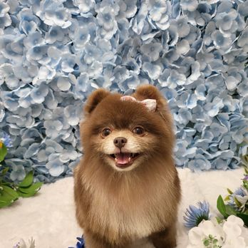 OC Pawtastic Grooming - Chichi's after! - Pet Groomers Near Me - La Palma, California