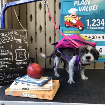 Doggie Stylez - Ready for back to school - Pet Groomers Near Me - Wilmington, California Doggie Stylez - Ready for back to school - Pet Groomers Near Me - Wilmington, California