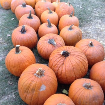 Banducci's Family Pumpkin Patch - Pumpkin Patches Near Me - Bakersfield, California Banducci's Family Pumpkin Patch - Pumpkin Patches Near Me - Bakersfield, California
