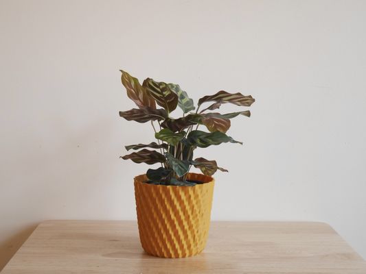 Healthy and unique house plants with equally unique, colorful, one-of-a-kind pot. - Finding a little something for your favorite plant person? Our unique houseplants and one-of-a-kind pot will do the trick! Check them out on our website today! Healthy and unique house plants with equally unique, colorful, one-of-a-kind pot. - Finding a little something for your favorite plant person? Our unique houseplants and one-of-a-kind pot will do the trick! Check them out on our website today!