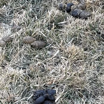 POOP 911 - Joliet - Pet Waste Removal Near Me
