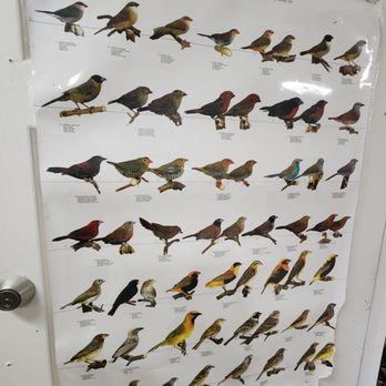 Finest Exotic Birds - Bird Shops Near Me - Sacramento, California Finest Exotic Birds - Bird Shops Near Me - Sacramento, California
