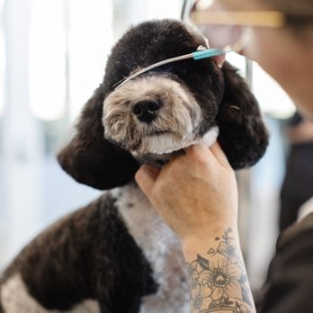 Sparkle Grooming - Dog groomer giving haircut to Doodle at Sparkle Grooming Co. in Phoenix, AZ - Pet Groomers Near Me - Phoenix, Arizona Sparkle Grooming - Dog groomer giving haircut to Doodle at Sparkle Grooming Co. in Phoenix, AZ - Pet Groomers Near Me - Phoenix, Arizona