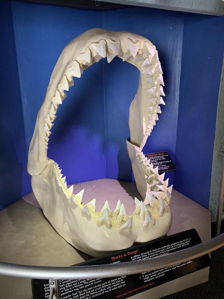 SHARK ENCOUNTER AT SEA WORLD 117 Photos & 19 Reviews 500 Sea World Dr, San Diego, California