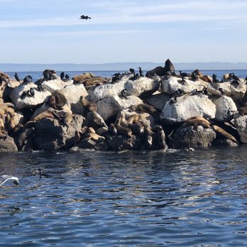 Discovery Whale Watch - Seals ect - Whale Watching Tours Near Me - Monterey, California