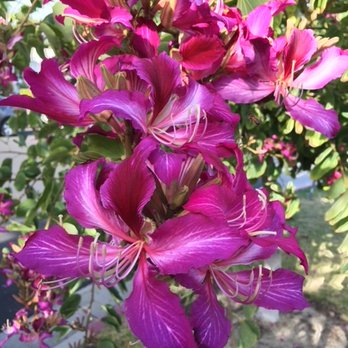 Kerry's Tree Service - Tree Services Near Me - Chatsworth, California Kerry's Tree Service - Tree Services Near Me - Chatsworth, California