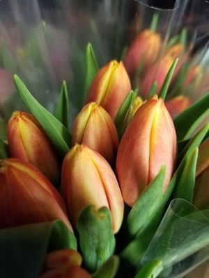 Rosemary & Pepper Flower Co by null