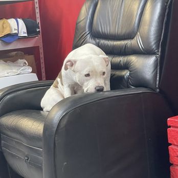 Auto Glass Aces - Shop puppy - Auto Glass Services Near Me - Las Vegas, Nevada Auto Glass Aces - Shop puppy - Auto Glass Services Near Me - Las Vegas, Nevada
