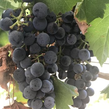Masia de la Vinya Winery - Grapes - Wineries Near Me - Temecula, California Masia de la Vinya Winery - Grapes - Wineries Near Me - Temecula, California