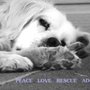 Fuzzy Pawz Rescue