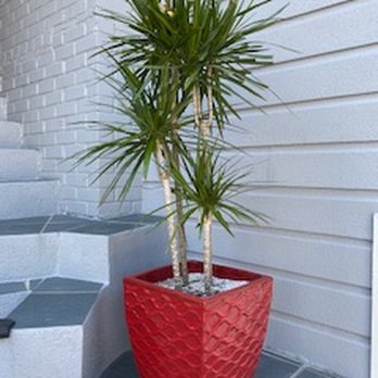 Potted - Very nice selection of planters - Home Decor Near Me - Los Angeles, California