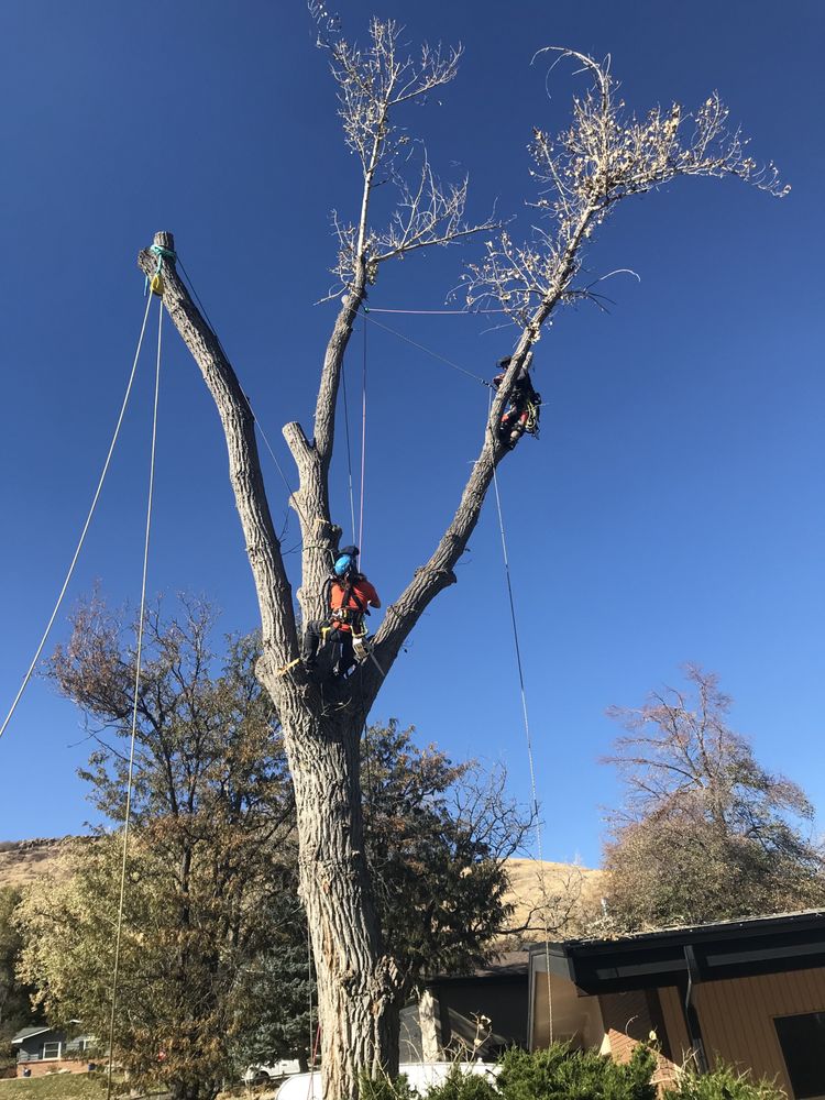 Sunshade Tree Care - tree service in Wheat Ridge , CO