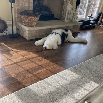 Classy Critters - Sheepadoodle with longer growth and similar to how we got him - Pet Groomers Near Me - Lake Zurich, Illinois Classy Critters - Sheepadoodle with longer growth and similar to how we got him - Pet Groomers Near Me - Lake Zurich, Illinois
