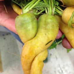 Alix Landman, MPH, RD - Used in soups and roasted vegetable dishes. Excellent fiber source and blood glucose control