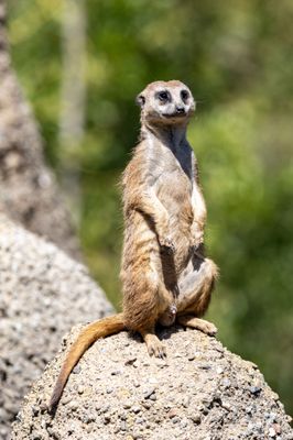 Oakland Zoo by null