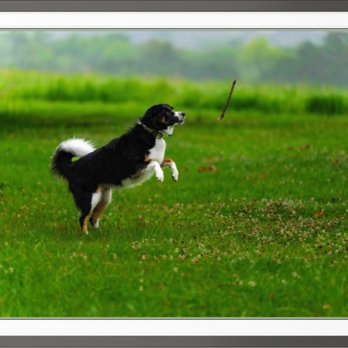 Gallery by Michael - Pure joy - playing with fur babies in warm but rainy weather! - Pet Photography Near Me Gallery by Michael - Pure joy - playing with fur babies in warm but rainy weather! - Pet Photography Near Me