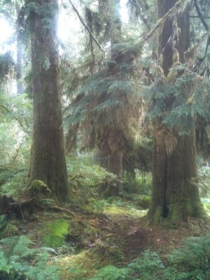 Hoh River Trailhead by null