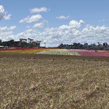 The Flower Fields - Venues & Event Spaces Near Me - Carlsbad, California The Flower Fields - Venues & Event Spaces Near Me - Carlsbad, California