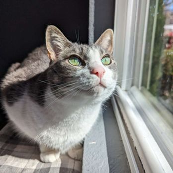 The Comforted Kitty - Pet Sitting Near Me The Comforted Kitty - Pet Sitting Near Me