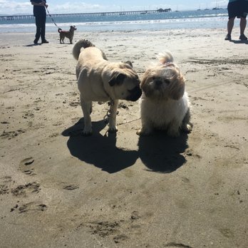 Fisherman's Beach - Dog Beach - Meeting a new pal - Beaches Near Me - Avila Beach, California Fisherman's Beach - Dog Beach - Meeting a new pal - Beaches Near Me - Avila Beach, California