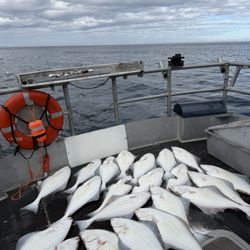 O'Fish'ial Charters - Halibut catch