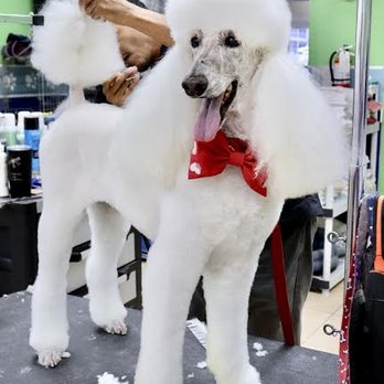 Dog Gone Fancy - Chance our NY Standard Poodle! - Pet Groomers Near Me - North Palm Beach, Florida Dog Gone Fancy - Chance our NY Standard Poodle! - Pet Groomers Near Me - North Palm Beach, Florida
