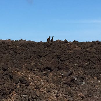 Hoapili Trail - Goats everywhere. - Hiking Near Me - Wailea, Hawaii