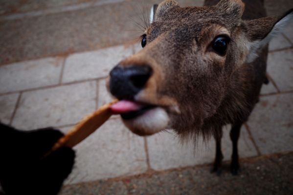 Nara Park by null