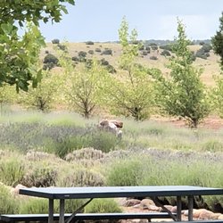 Red Rock Ranch & Farms - Picnic tables all over the grounds and some lavender waiting to be cut!