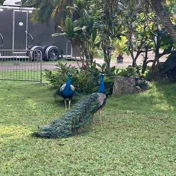 Toa Luau - Peacocks walking around the grounds. - Cultural Center Near Me - Haleiwa, Hawaii Toa Luau - Peacocks walking around the grounds. - Cultural Center Near Me - Haleiwa, Hawaii