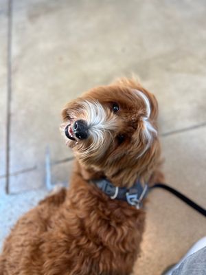 Bluestone Lane Old Towne Orange Café by null