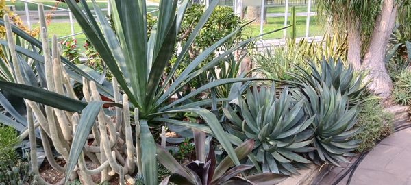 Allan Gardens Conservatory by null