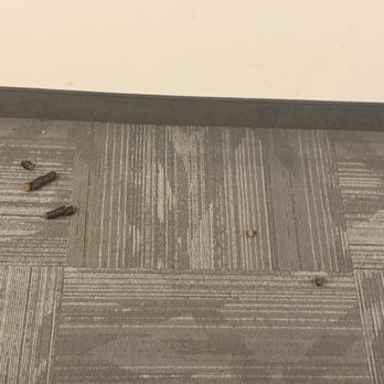 Abode Red Rock Apartments - Dog poop in hallways - Apartments Near Me - Las Vegas, Nevada