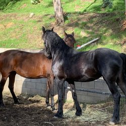 Encanto Equestrian Center - The girls get along beautifully!
