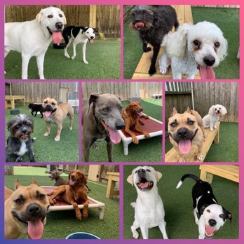 Fritz Kennel - Can anyone guess which dog is mine? It's the one smiling.... - Pet Sitting Near Me - Houston, Texas