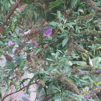 Astoria Park - butterfly garden - Parks Near Me - Astoria, New York