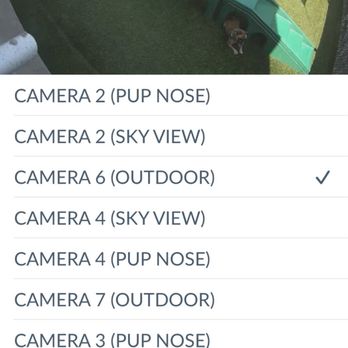 Camp Bow Wow - Pet Sitting Near Me - Elmwood Park, New Jersey Camp Bow Wow - Pet Sitting Near Me - Elmwood Park, New Jersey