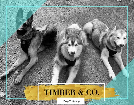 Dog Walkers - Performed by a professional dog trainer where your dog can stretch their legs, relieve themselves, and is provided a sniffy enrichment walk while reinforcing any skills already known. Dog Walkers - Performed by a professional dog trainer where your dog can stretch their legs, relieve themselves, and is provided a sniffy enrichment walk while reinforcing any skills already known.